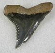 Hemipristis Shark Tooth Fossil - Florida #21329-1